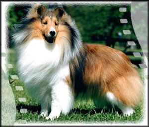 Am/Can Ch Classy's Diesis